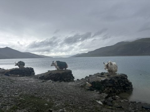 Yaks am Ufer des Yamdrok-Sees